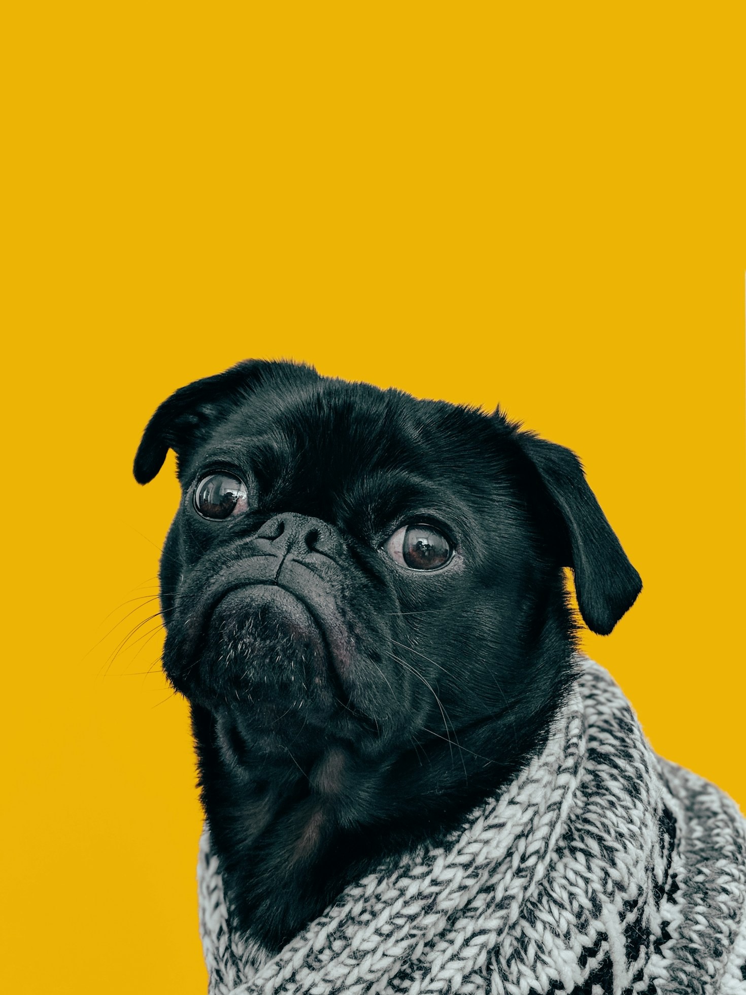 Ten Lessons Learned From My Dog