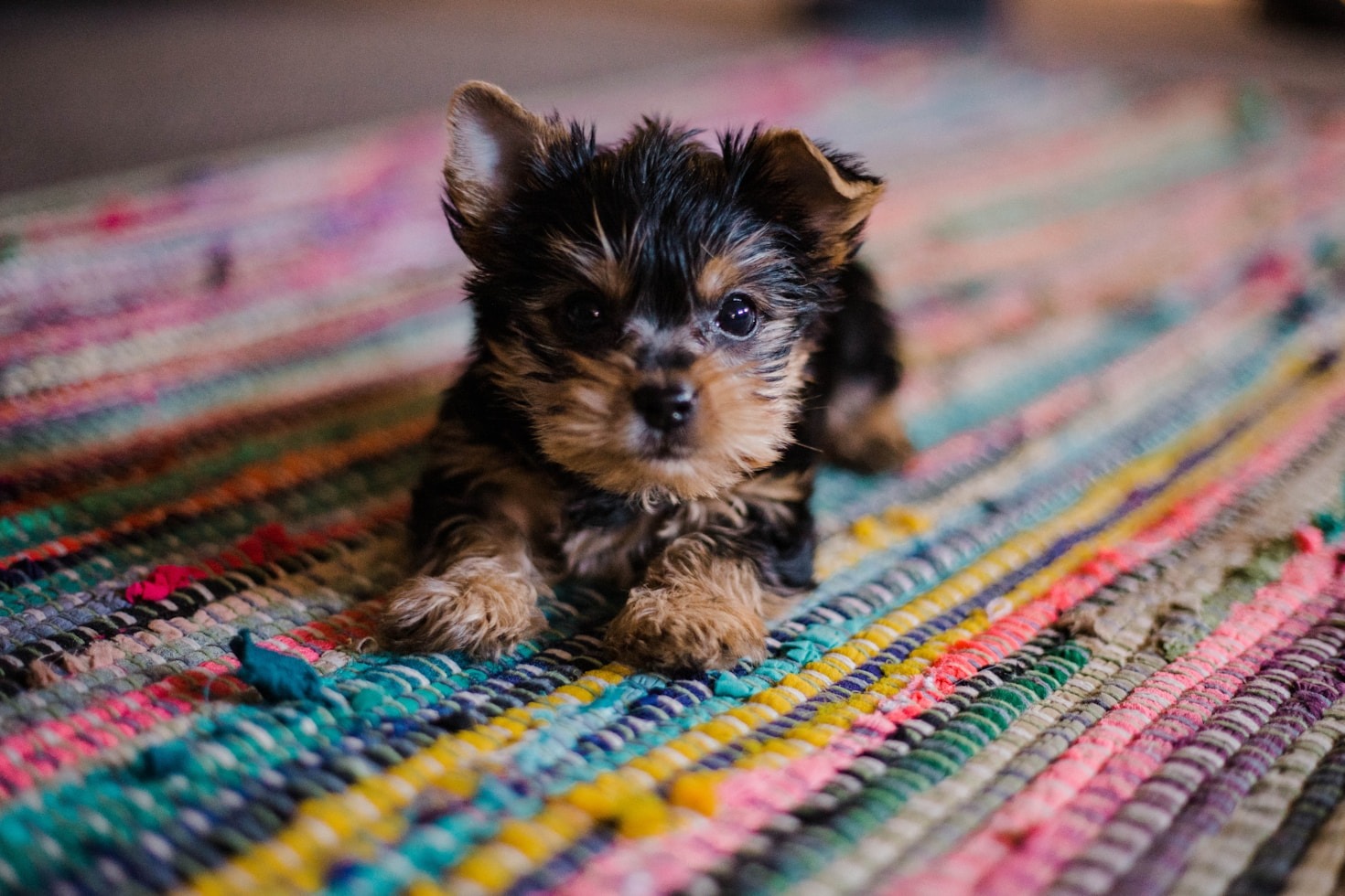 How To Capture Perfect Pet Portraits