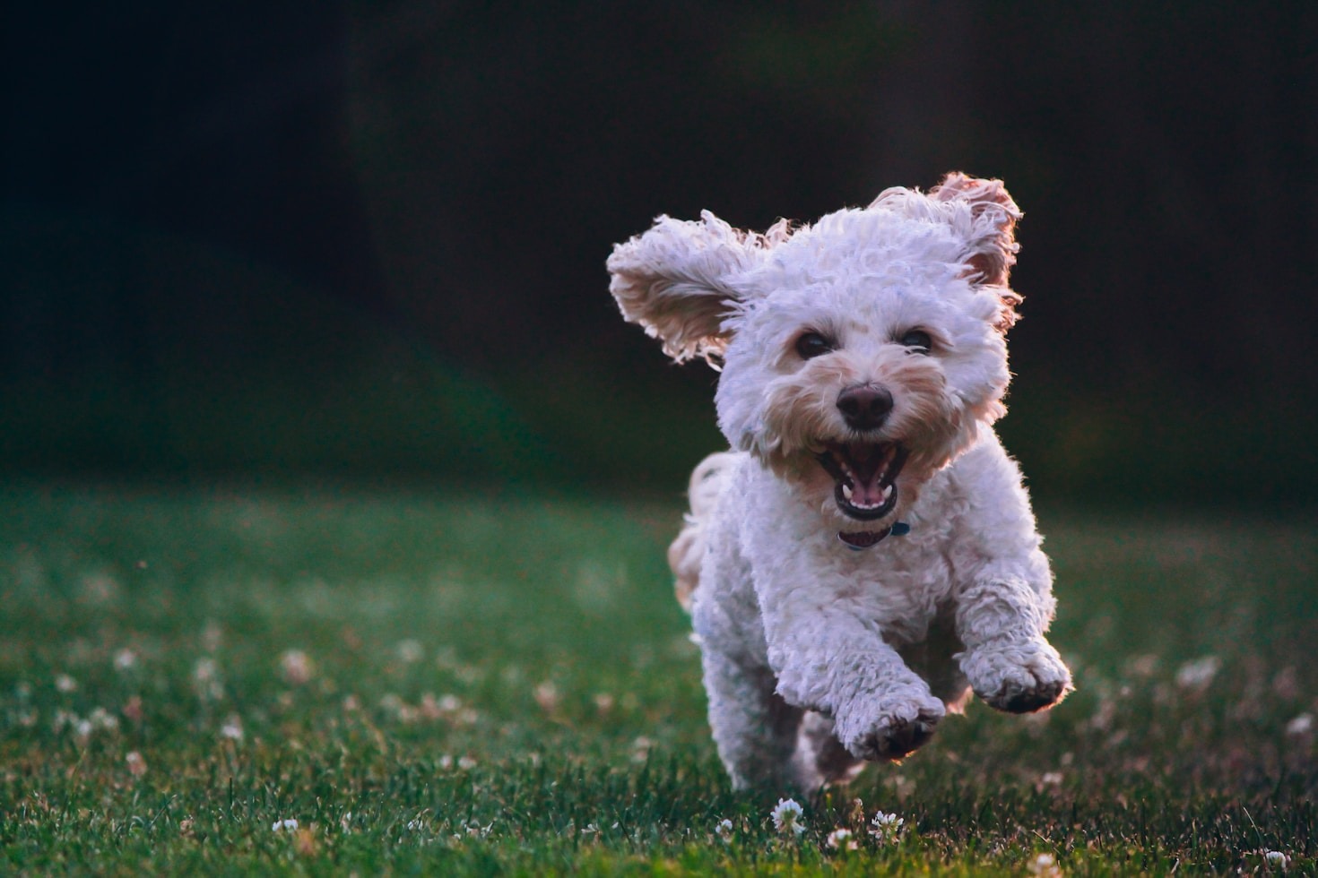 Why Our Four Legged Friends Matter